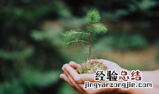 适合在室内种植的花有哪些 什么花比较适合室内种植