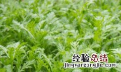 雪里蕻的种植方法和时间 雪里蕻的种植有什么方法和时间