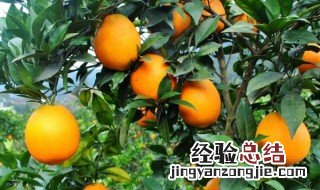 橙子的种植要注意什么 橙子种植五大注意事项介绍