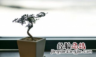 春天适合养什么植物在室内 适合春天在家里种的植物