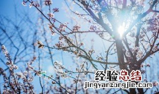 腊梅花的种子什么时候播种最好 腊梅花什么时候种植播种