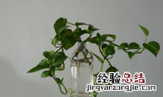 水培绿萝营养液自制 有什么制作的步骤