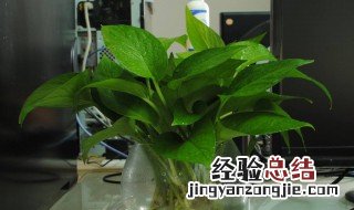 自制绿萝营养液 有什么制作的办法