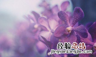 非洲紫罗兰好不好养 非洲紫罗兰有毒吗适合卧室养吗