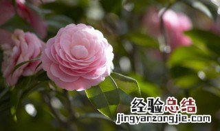 茶花适合在室内养吗 香妃茶花适合在室内养吗