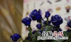 蓝色妖姬怎么种植方法 蓝色妖姬的种植方法是什么