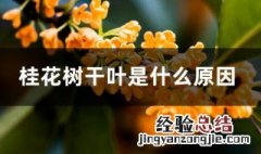 桂花树干叶是怎么回事 桂花树干叶是什么原因