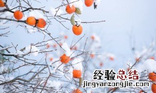 苗木冬季防寒保暖措施 苗木冬季防寒保暖措施图片