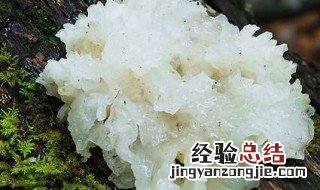 白木耳泡发后怎么保存 保管泡发的木耳的方法