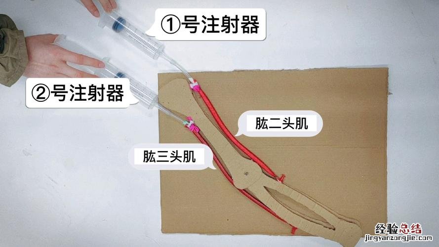 什么叫做骨骼肌