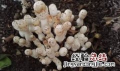 鸡腿菇出菇后怎样管理 鸡腿菇出菇后如何管理