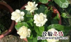 茉莉养殖方法 茉莉养殖方法是什么