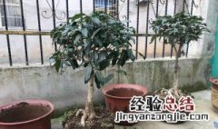 桂花盆栽的养殖方法 桂花盆栽如何养殖