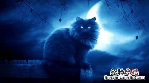 什么猫的眼睛是蓝色的