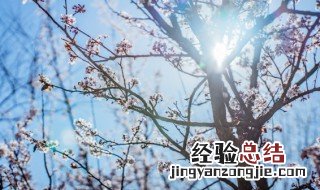 梅花移栽季节是什么时候 梅花几月份移栽