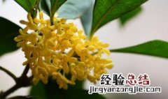 家养桂花养殖方法 家养桂花养殖方法有哪些