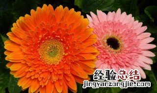 非洲菊的养殖方法 关于非洲菊的养殖方法