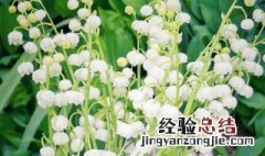 铃兰花开几天 铃兰花在一天之内什么时候开花