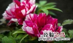 牡丹花名字大全 名称 牡丹花名称大全