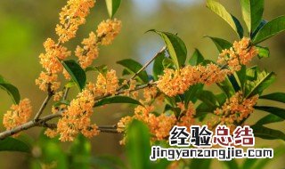 桂花品种最香排名 桂花品种哪个最香