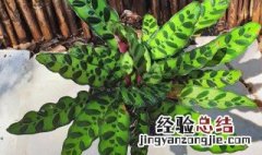 苹果芋的养殖方法 苹果芋的种植方法