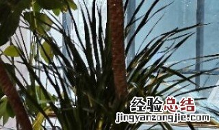 千叶竹怎么养殖方法 千叶竹如何养殖方法