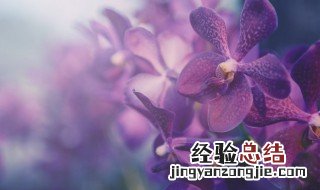 蝴蝶兰花的养殖方法 蝴蝶兰花的养殖方法是什么