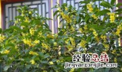 盆载桂花的养殖方法 盆载桂花如何养殖