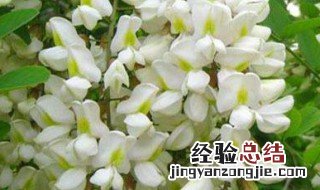 洋葵花怎么保存 保存葵花的方法