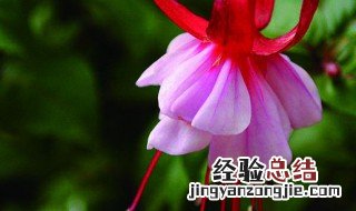 蔓灯笼花的养殖方法 蔓灯笼花如何养殖