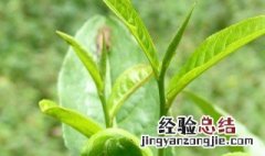 新手怎么选择茶叶 新手选择茶叶的方法