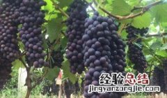 葡萄养殖方法 葡萄种植方法