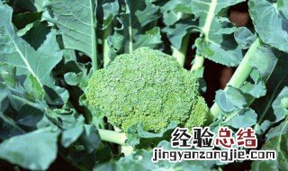 西兰花怎么种 西兰花的种植方法