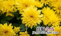 菊花修剪时间和方法 关于菊花修剪时间和方法