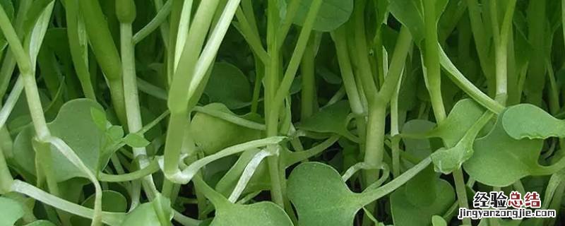什么是鸡毛菜