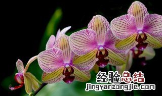 兰花有鼻涕虫蜗牛该如何防治 兰花有鼻涕虫蜗牛该如何防治呢