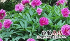 为什么家里不能养芍药花 芍药根的种植方法和注意事项