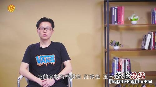 螳螂吃什么食物