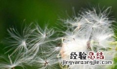 什么植物可以传播种子 什么植物靠什么来传播种子