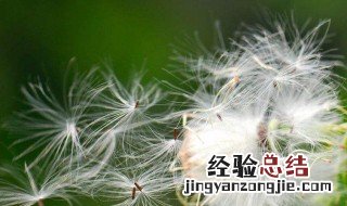 什么植物可以传播种子 什么植物靠什么来传播种子