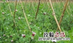 荷兰豆几月份可以播种 荷兰豆几月份播种最适合