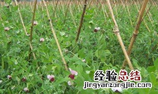 荷兰豆几月份可以播种 荷兰豆几月份播种最适合