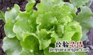 生菜的种植方法和时间 生菜的种植方法和时间是怎样的