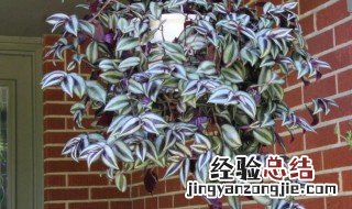 花叶吊竹梅养殖方法 花叶吊竹梅种植方法