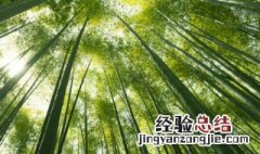 翠竹的养殖方法 翠竹怎么养殖方法