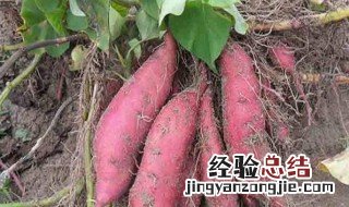 山芋什么时候种 山芋几月份种