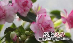 水梅花怎么养爆盆 水梅花怎么养爆盆好看