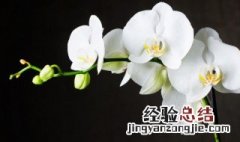 捂出芽的兰花如何养可以继续长芽长叶 捂出芽的兰花可以继续长芽长叶的养殖方法