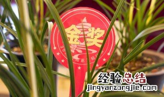 兰花适合在室内养吗 兰花在室内养的原因