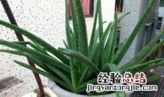 芦荟种植方法介绍 芦荟怎么种植